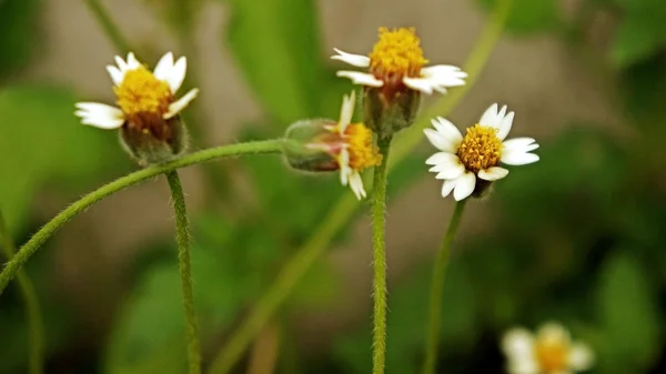 白い小さな花 — ストック写真