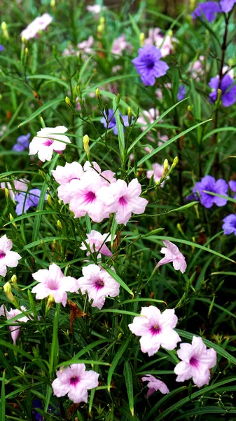 Campo de flores — Fotografia de Stock