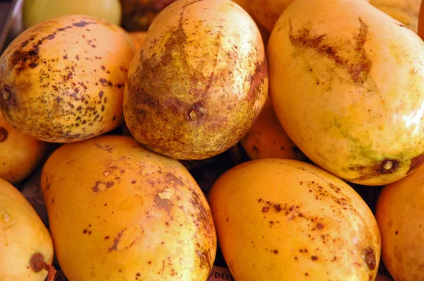 Mango fruits — Stock Photo, Image