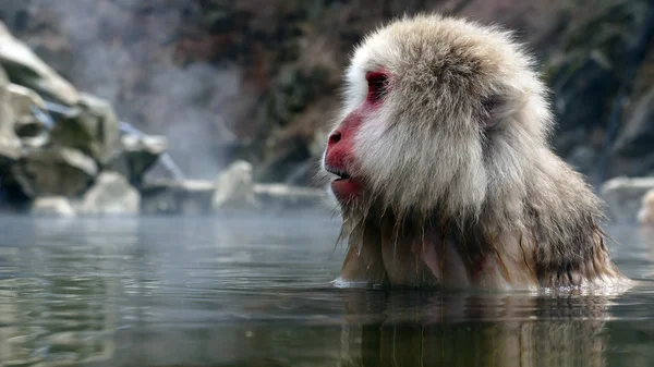 Singe des neiges dans la source chaude — Photo