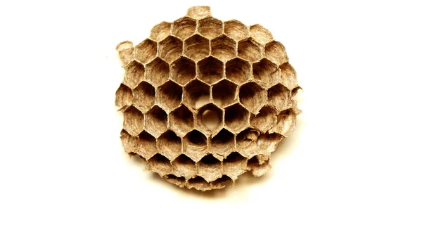 Nid d'abeille sauvage — Photo