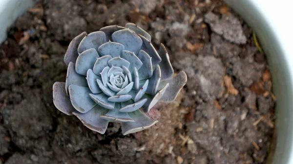 Rosas de pedra — Fotografia de Stock