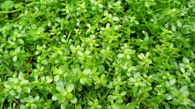 ayrıntı görünümü bir ot Bahçe