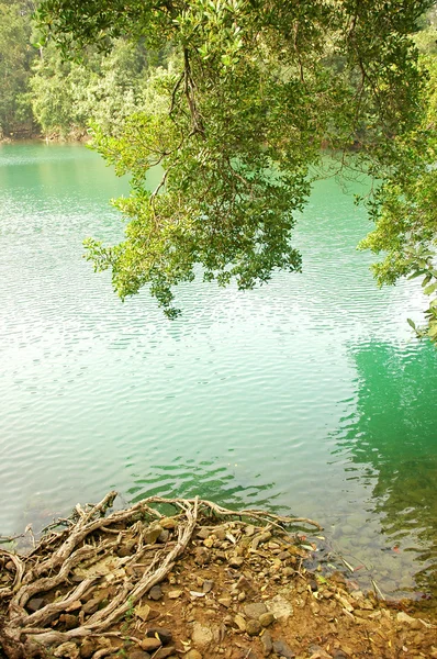 Lindo lago verde — Fotografia de Stock