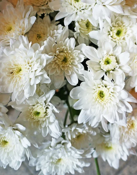 White flower background — Stock Photo, Image