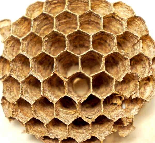 ปิดรังผึ้งป่า — ภาพถ่ายสต็อก