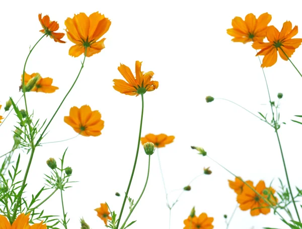 Oranžová květina na bílém pozadí — Stock fotografie