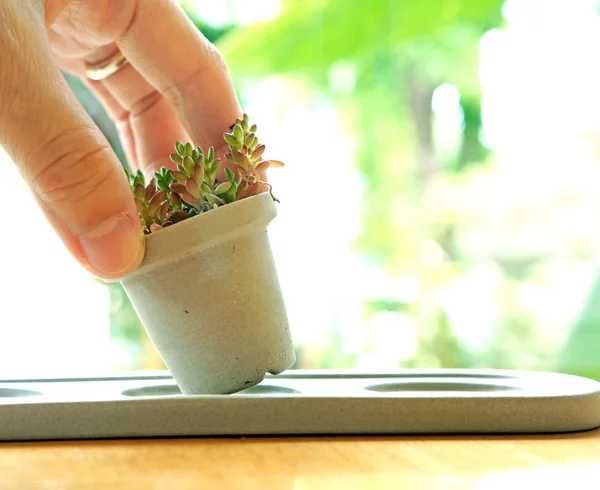 Руку покладіть маленький горщик кактуса — стокове фото