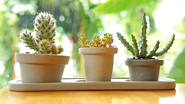 Три форми кактус — стокове фото