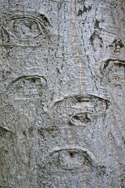 Abstract beech tree bark with eye shape — Stock Photo, Image