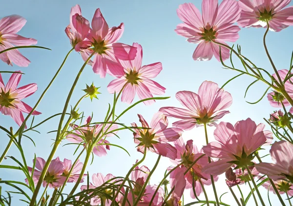 Beautiful pink flowers and Blue sky — Stock Photo, Image