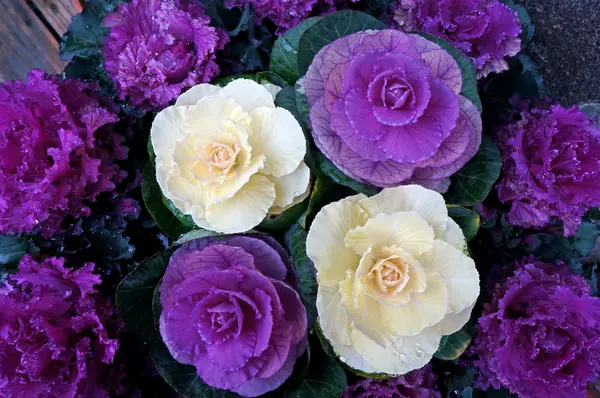 Background of purple decorative cabbage — Stock Photo, Image