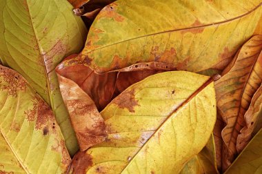 Beautiful yellow autumn leaves background