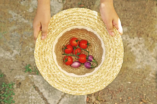 Joven mano sosteniendo tomates cosechados en un sombrero — Foto de Stock
