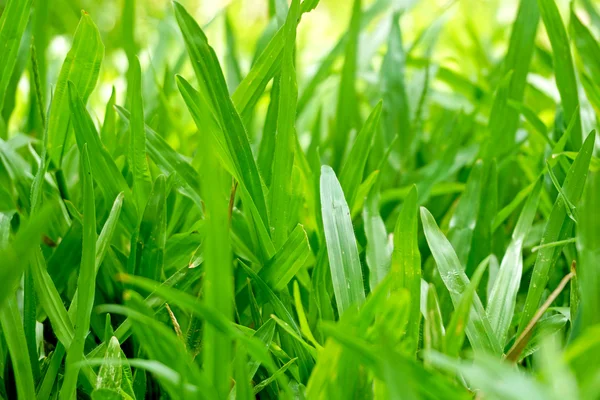 Grönt gräs makro närbild — Stockfoto