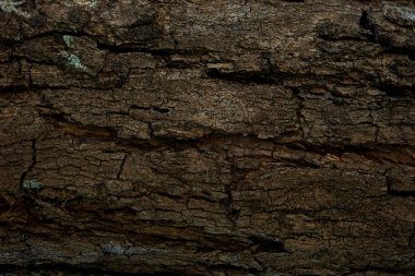 sıkıntılı kabuğu ile eski yıpranmış ahşap