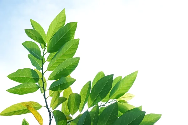 Fundo de folha verde — Fotografia de Stock