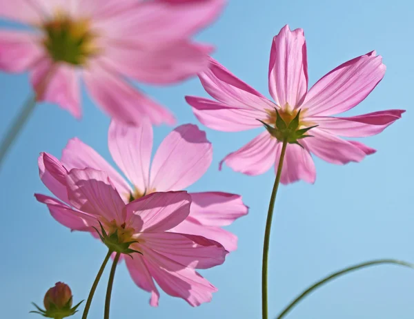 Cosmos flower — Stock Photo, Image