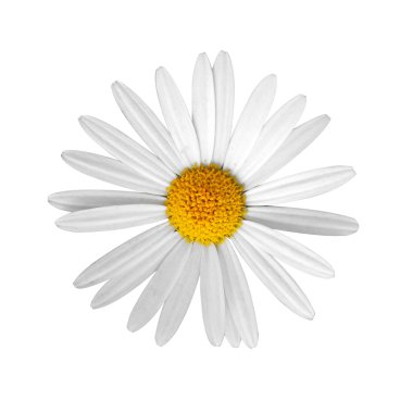 Beautiful flower daisy on white background clipart