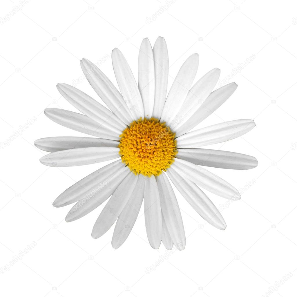 Beautiful flower daisy on white background
