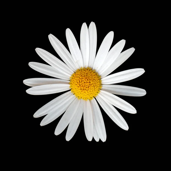 Sedmikráska květina na černém pozadí — Stock fotografie