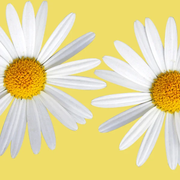 Detail květu sedmikrásky, izolovat na žlutém podkladu — Stock fotografie