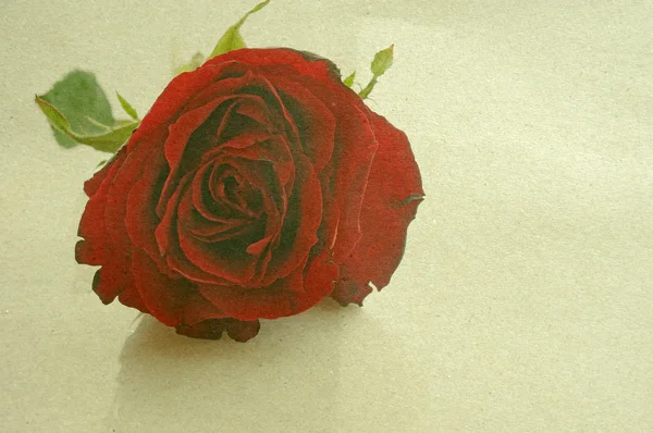 Fondo de papel viejo texturizado con una sola rosa roja — Foto de Stock