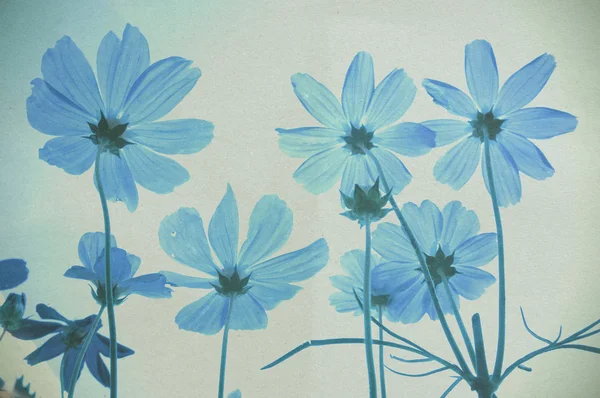 Vintage cosmos flower,Paper texture. — Stock Photo, Image