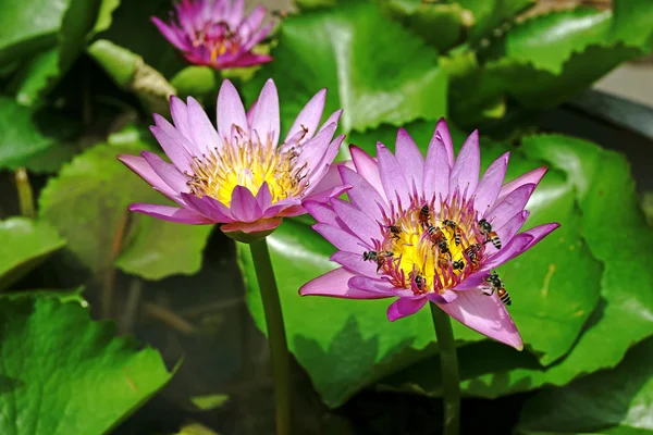 Bees collecting honey and violet lotus — Stock Photo, Image