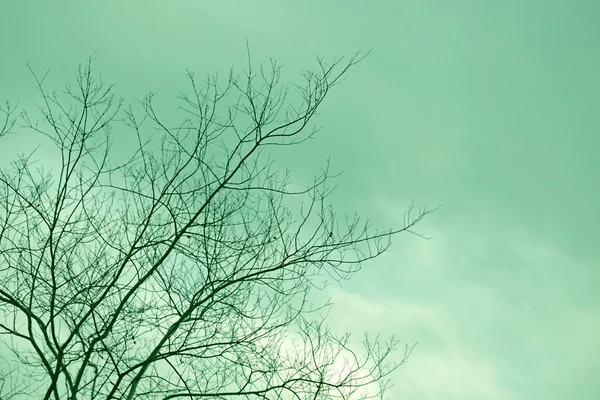 Getrockneter Baum mit Retro-Filtereffekt — Stockfoto