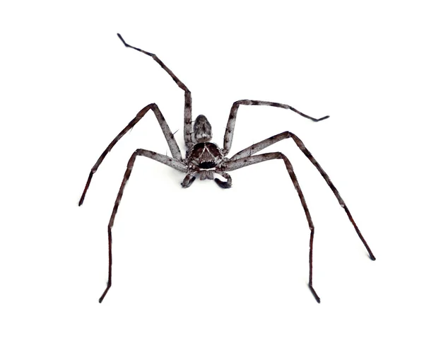 Large house spider (Tegenaria atrica) — Stock Photo, Image