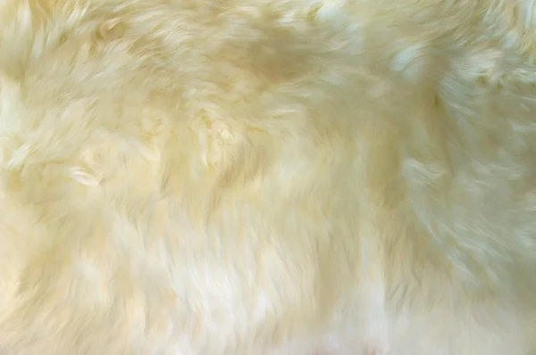 Lussuosa trama di lana da un tappeto di pelle di pecora bianca — Foto Stock