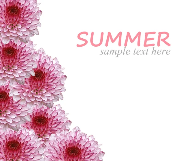 Letní květiny pozadí izolovaných na bílém s ukázkovým textem — Stock fotografie