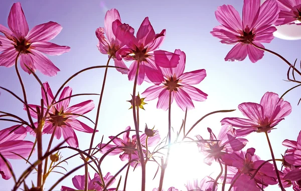 Spodní pohled na krásné květiny — Stock fotografie