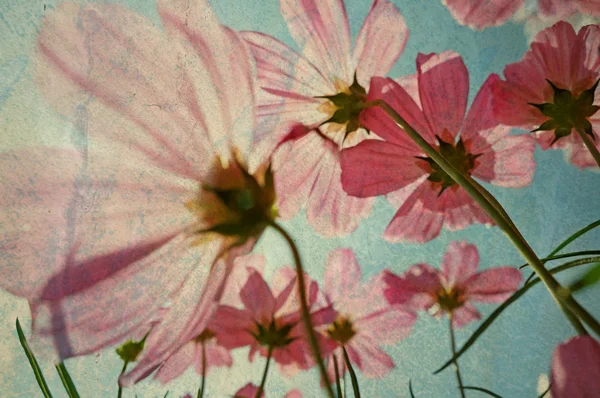 Vintage kosmos bloemen op zonsondergang tijd Rechtenvrije Stockafbeeldingen