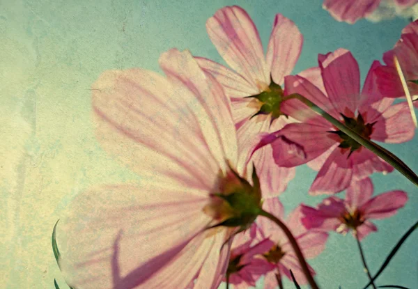 Vintage kosmos bloemen op zonsondergang tijd — Stockfoto