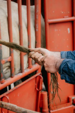 İnekler Kolombiya ovalarında çiftlikte boğalar ve buzağılar.
