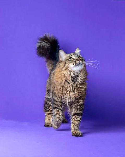 Kaunis Kissa Poseeraa Valokuvan Upealla Kauniilla Tavalla — kuvapankkivalokuva