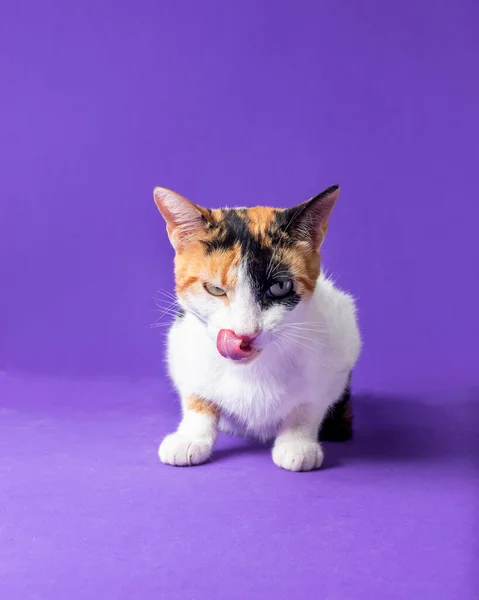 Vacker Katt Poserar För Fotot Ett Spektakulärt Och Vackert Sätt — Stockfoto