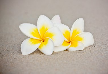 kumlu sahilde Manolya çiçek.