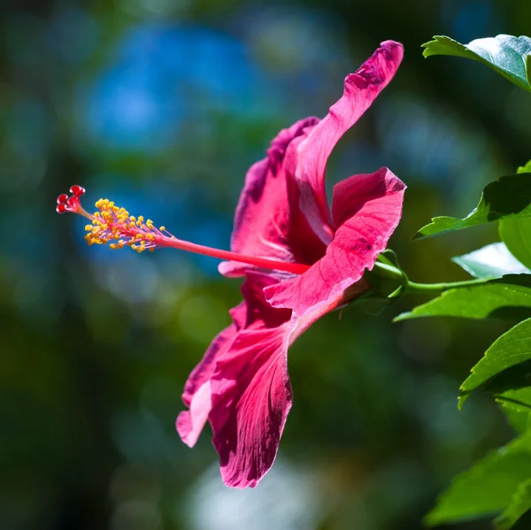 Różowy kwiat Hibiskusa. — Zdjęcie stockowe