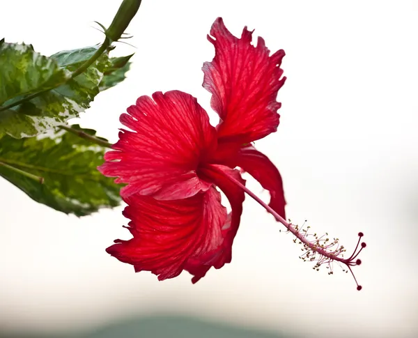 Flor de hibisco . —  Fotos de Stock