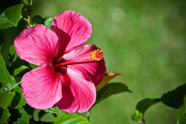 Roze Hibiscus Bloem. — Stockfoto