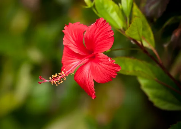 芙蓉花. — 图库照片