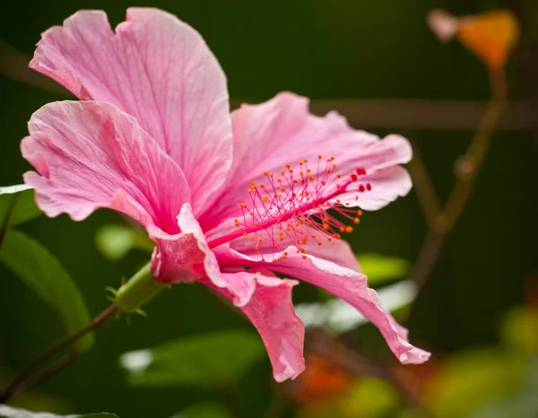 Roze Hibiscus Bloem. — Stockfoto