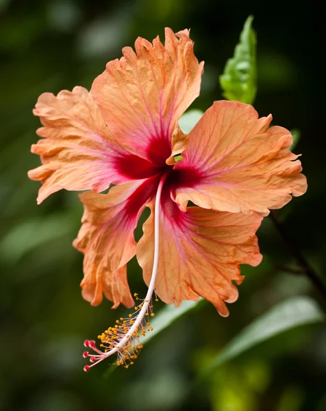 Orange hibiscus Flower. — Stock Photo, Image