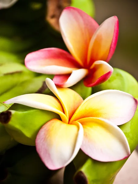 Magnolia flowers on a bunch of bananas. — Stock Photo, Image