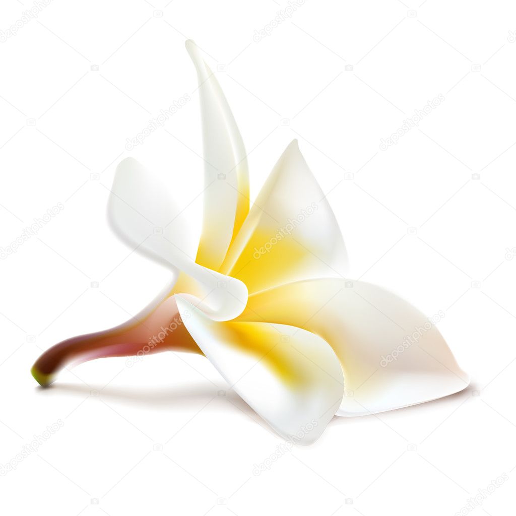 Vector magnolia flower.