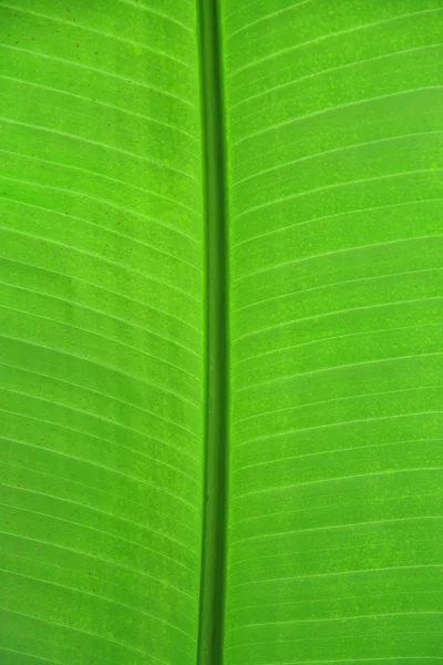 Closeup leaf detail — Stock Photo, Image