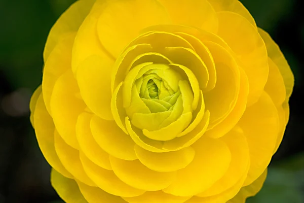 Fond de fleur jaune — Photo